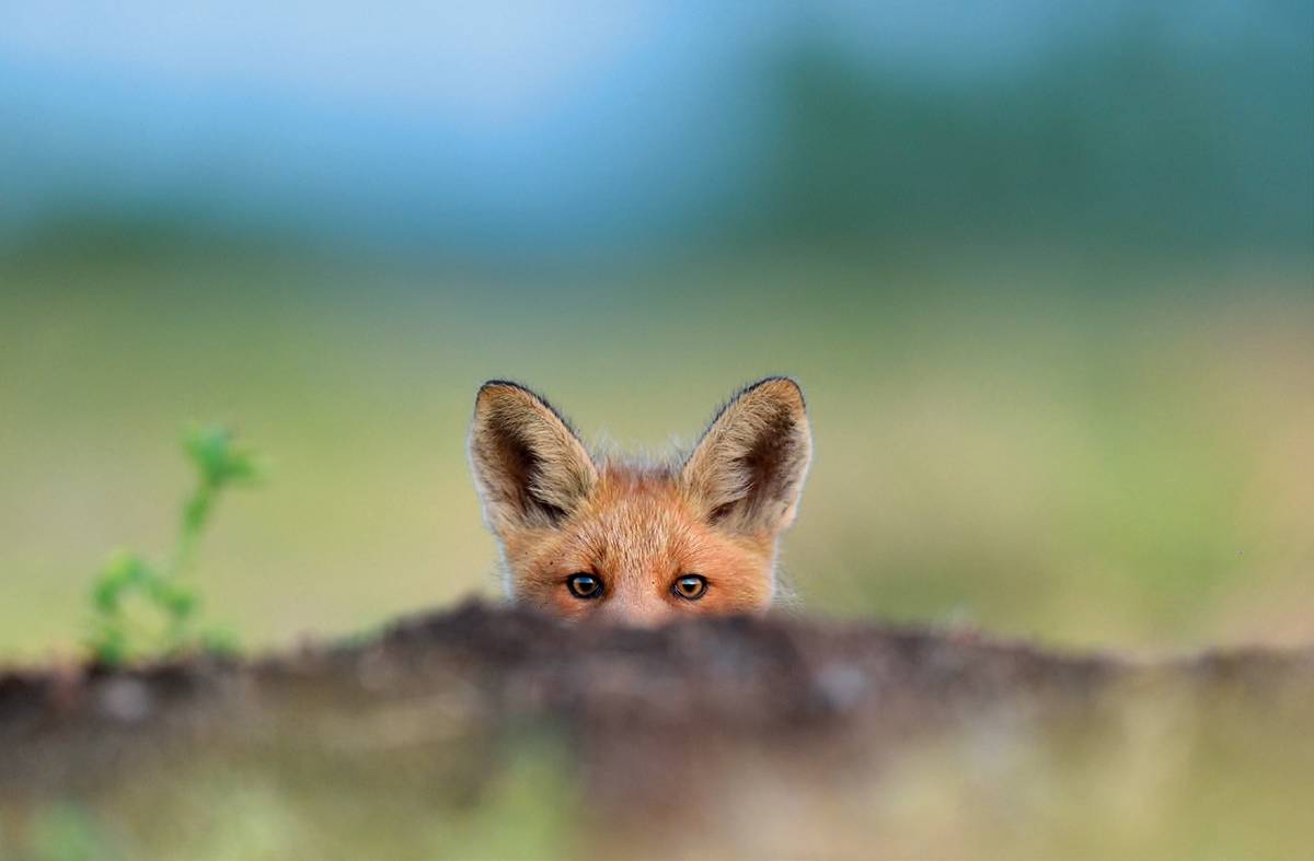 fox